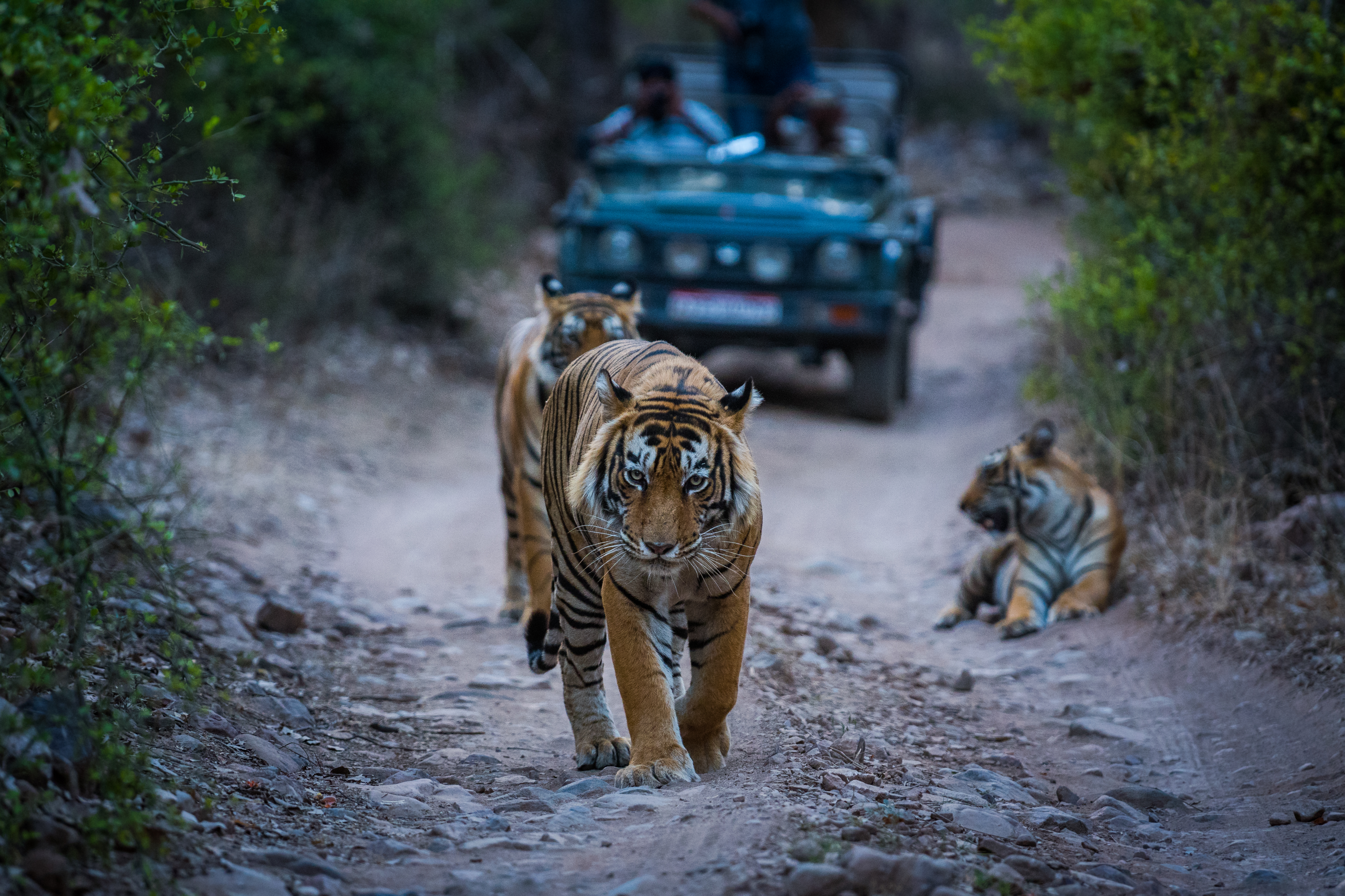 jungle safari